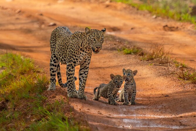 Yala National Park